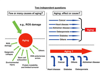 Picture of figure published in an invited scientific review on the causes of aging