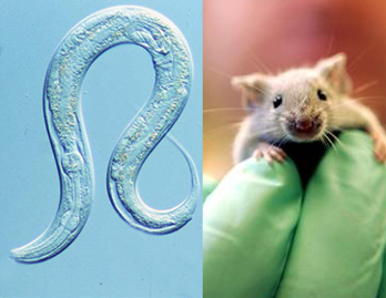 Left: C elegans Right: Mouse
